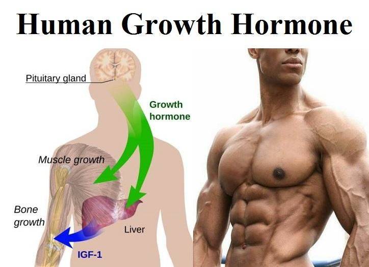 How to Increase HGH